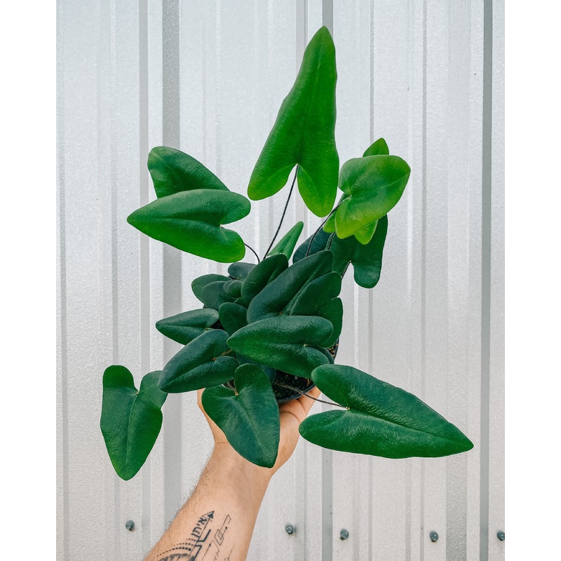 6 Heart Fern