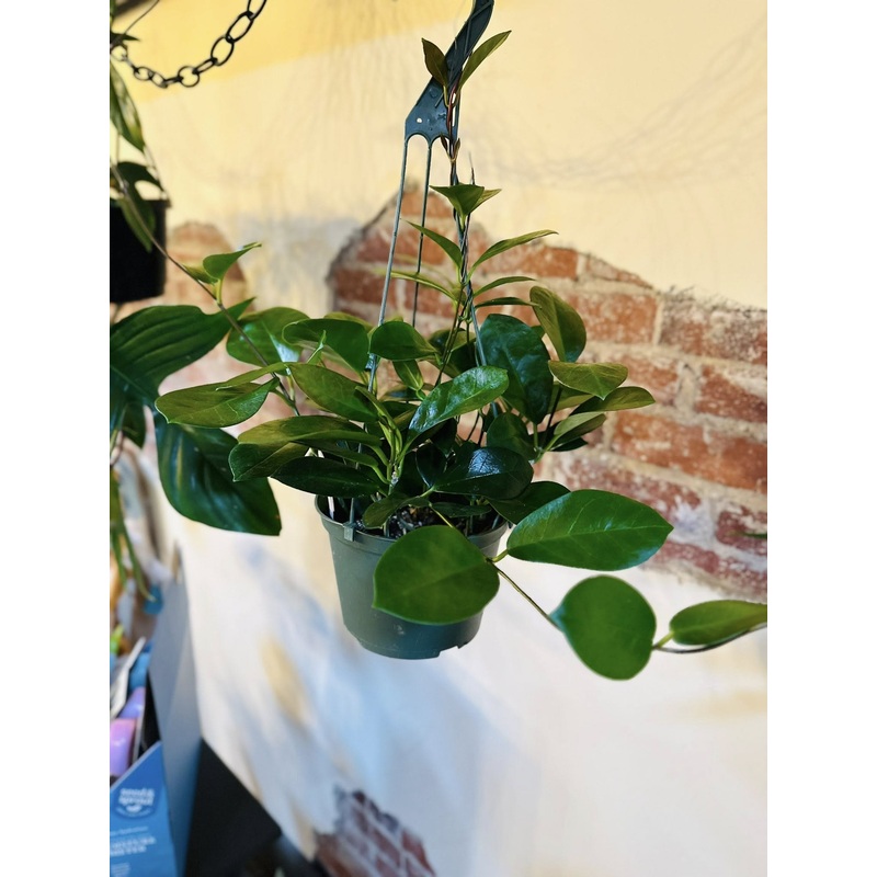 6 Hoya Australis Basket