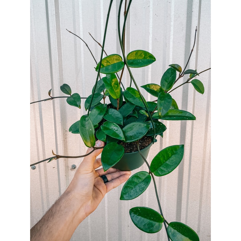 6 Hoya Carnosa ‘Jade’ (Hanging Basket)