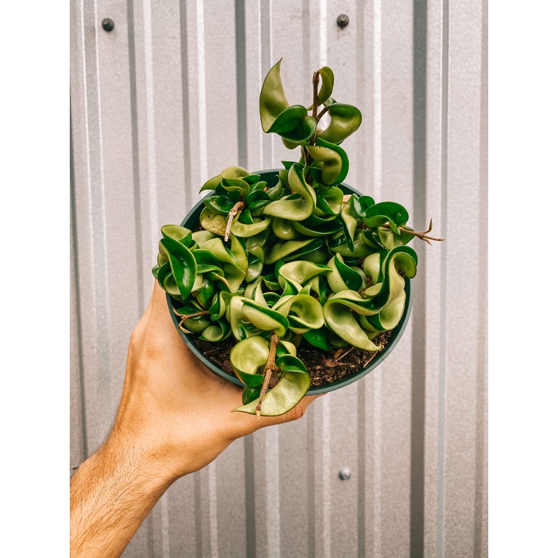 6 Hoya Compacta