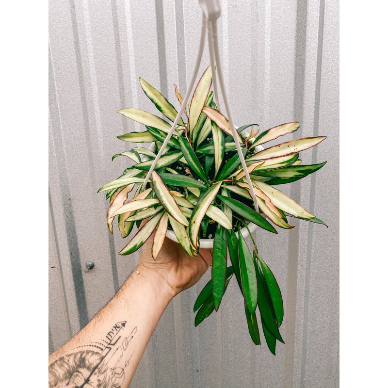 6 Hoya Kentiana Variegated (Hanging Basket)