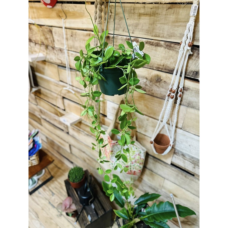 6 Hoya Keysii Basket