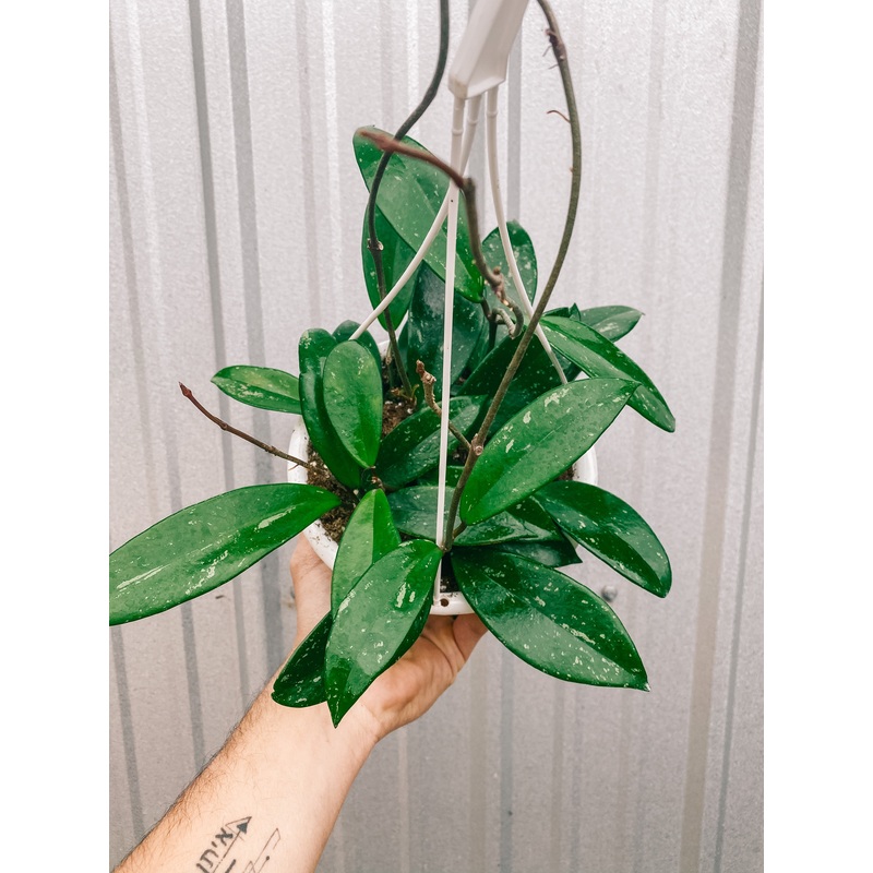 6 Hoya Pubicalyx ‘Speckles’ (Hanging Basket)