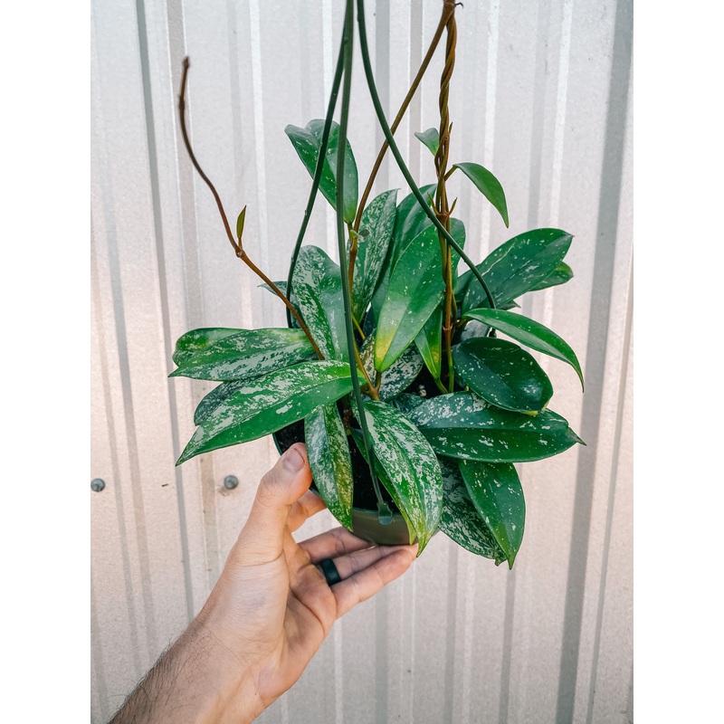 6 Hoya ‘Pubicalyx Splash’ (Hanging Basket)