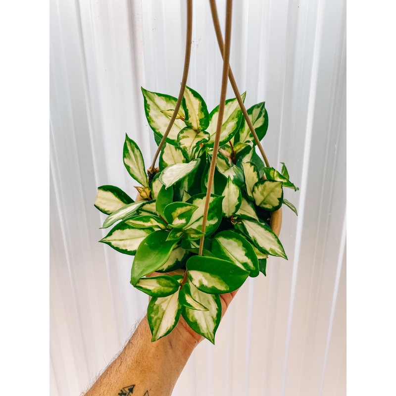 6 Hoya ‘Tricolor’ (Hoya ‘Krimson Princess’) (Hanging Basket)