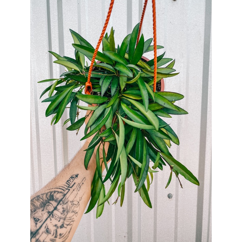 6 Hoya ‘Wayetti’ (Hanging Basket)