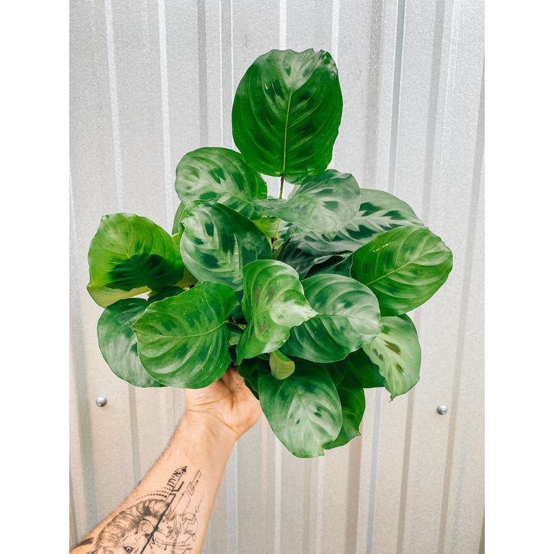 6 Maranta Leuconeura ‘Kerchoveana’