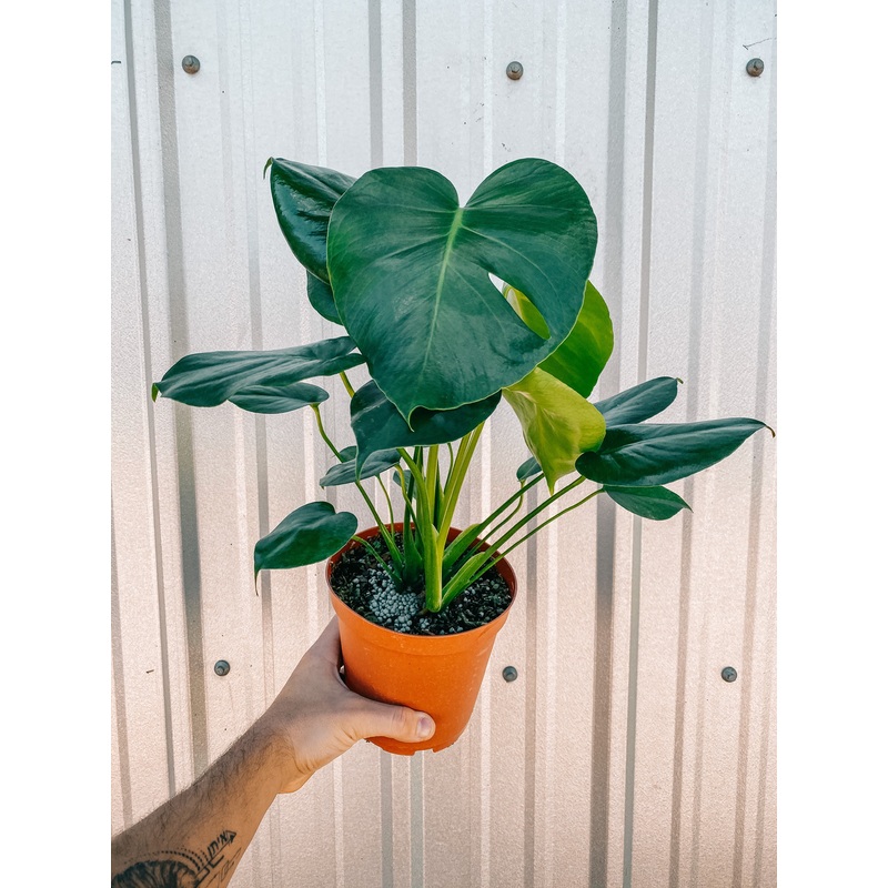 6 Monstera ‘Deliciosa’