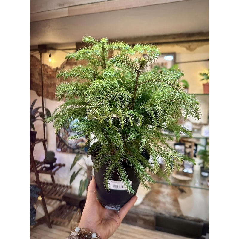 6 Norfolk Island Pine