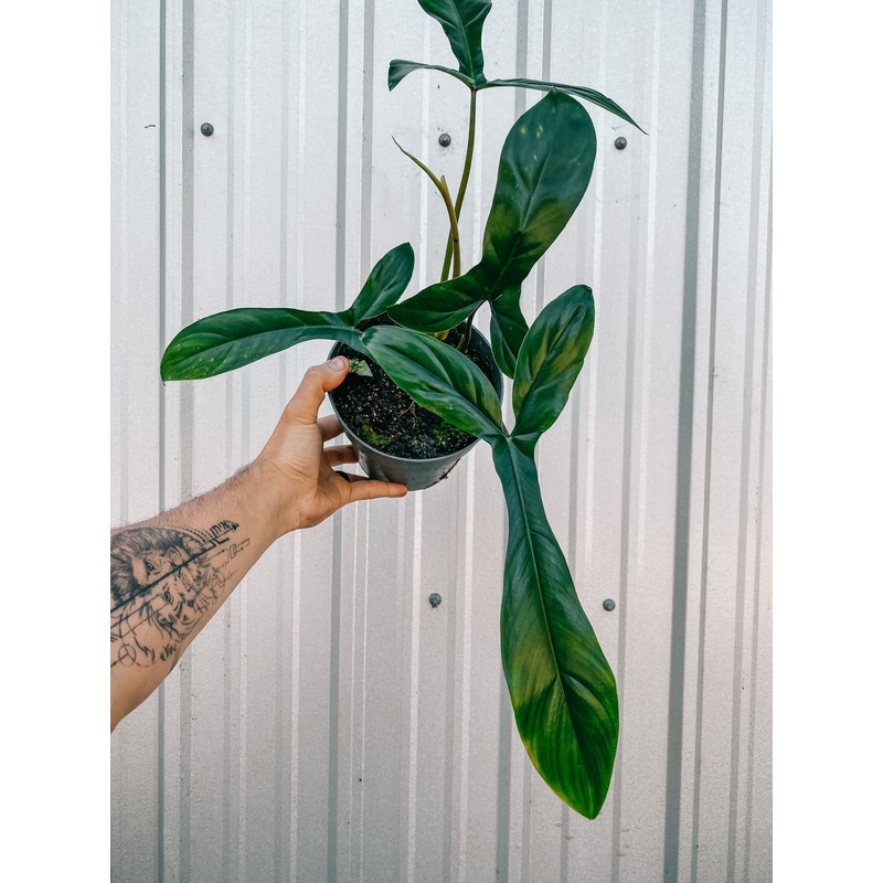6 Philodendron ‘69686’