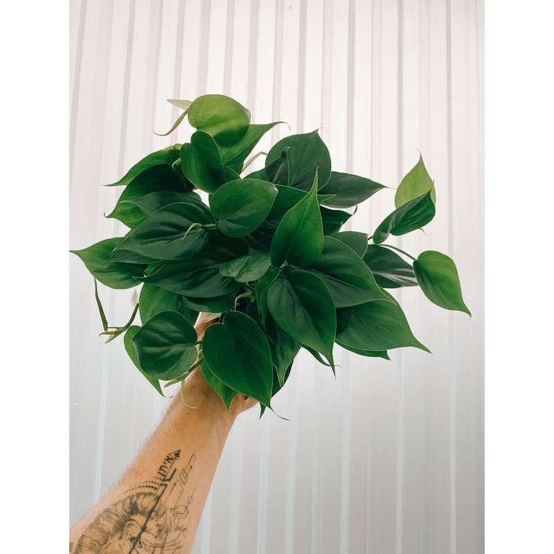 6 Philodendron ‘Cordatum’