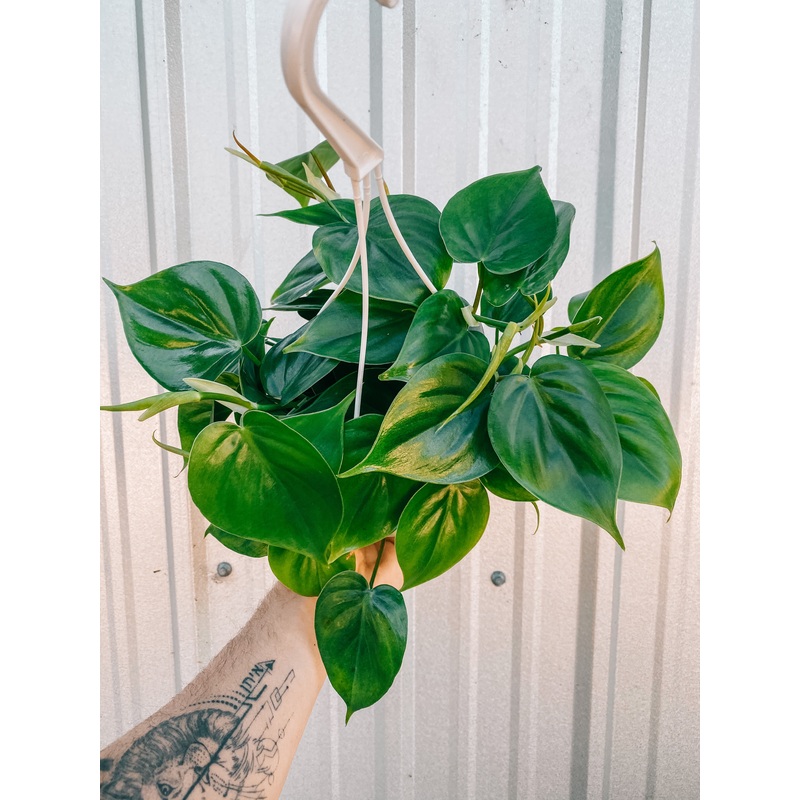 6 Philodendron ‘Cordatum’ (Hanging Basket)
