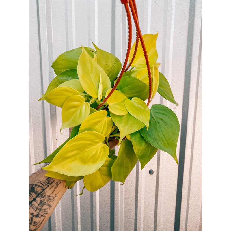6 Philodendron ‘Cordatum Lemon’ (Hanging Basket)