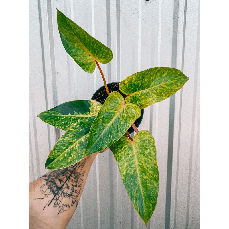6 Philodendron ‘Painted Lady’