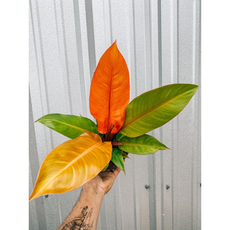 6 Philodendron ‘Prince of Orange’