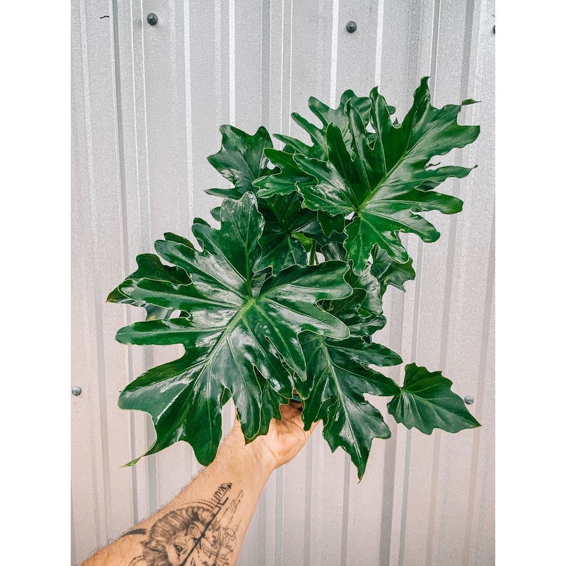 6 Philodendron ‘Shangri La’