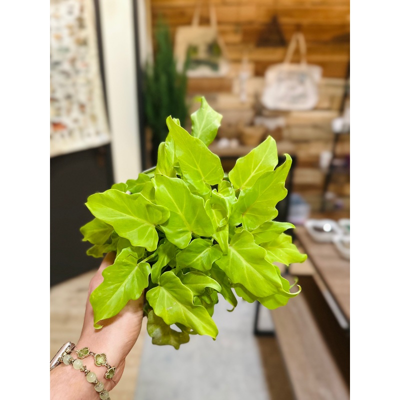 6 Philodendron Xanadu Variegated