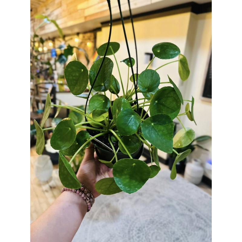 6 Pilea Peperomioides Basket