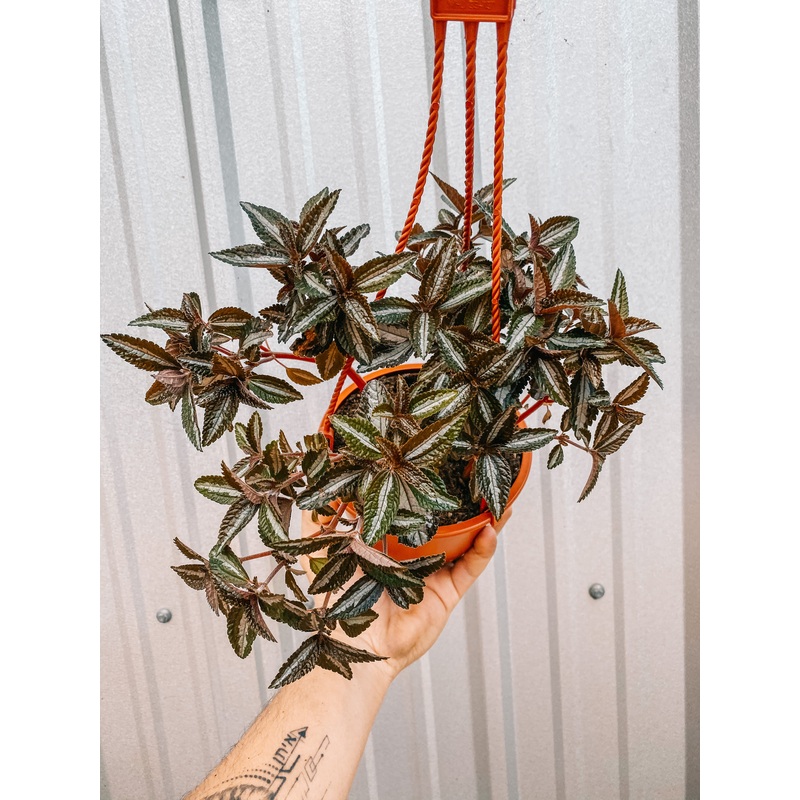 6 Pilea ‘Spruceana’ (Hanging Basket)
