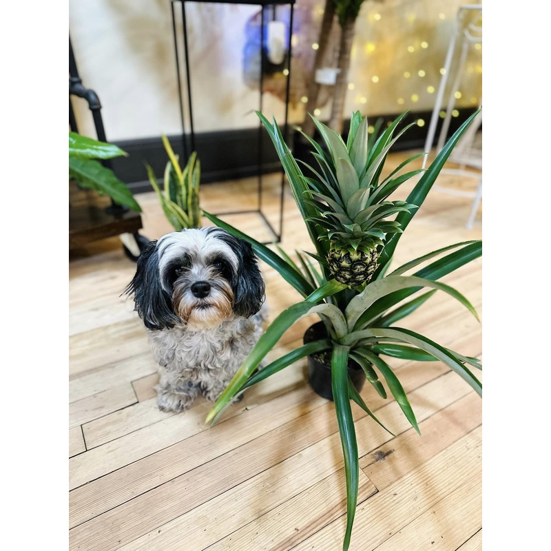 6 Pineapple