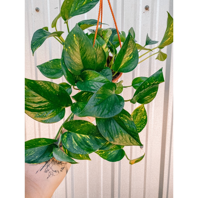 6 Pothos ‘Golden’ (Hanging Basket)