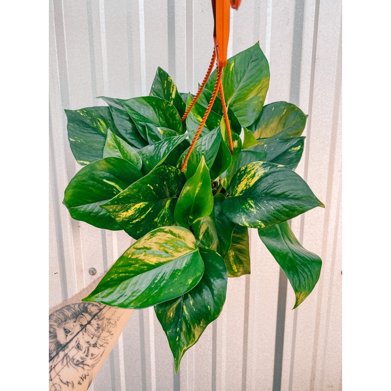 6 Pothos ‘Golden Hawaiian’ (Hanging Basket)