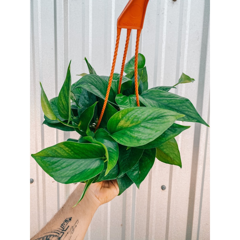 6 Pothos ‘Jade’ (Hanging basket)