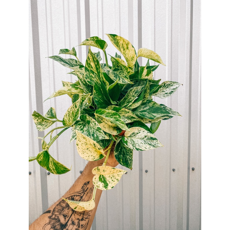 6 Pothos ‘Marble Queen’