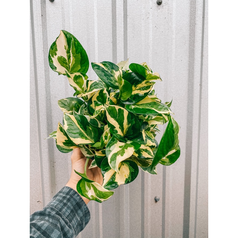 6 Pothos ‘N’ Joy’ (hanging basket)