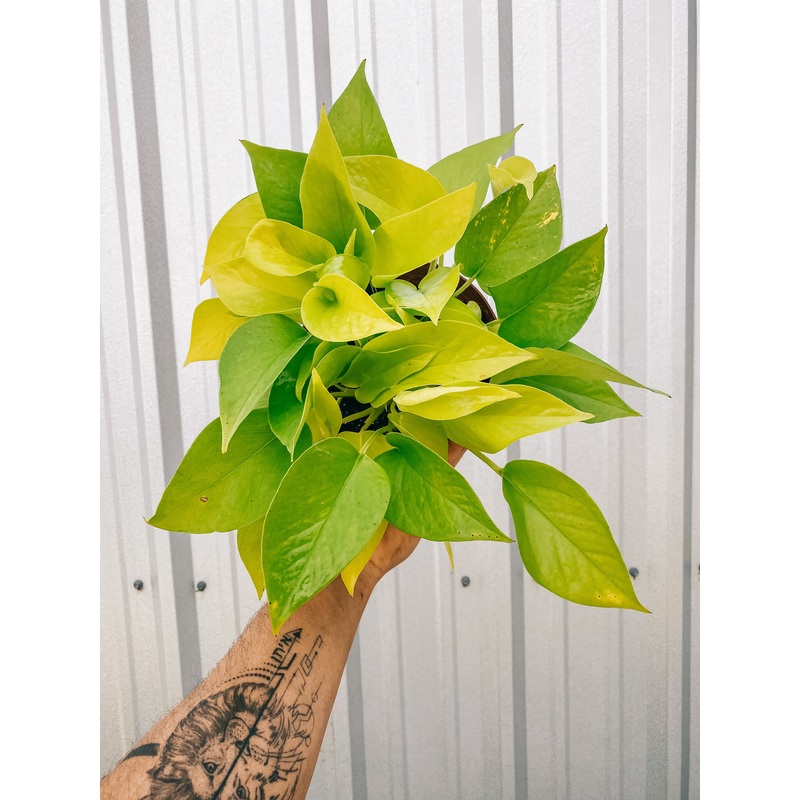 6 Pothos Neon’