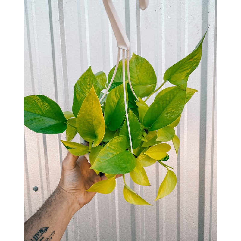 6 Pothos Neon (Hanging Basket)