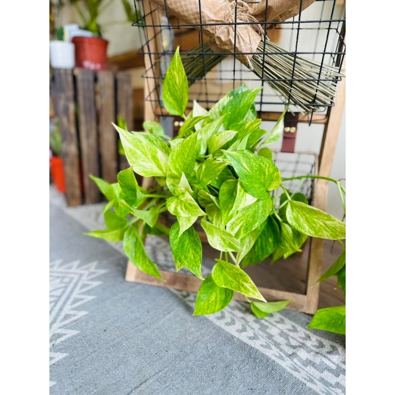 6 Pothos Neon Queen