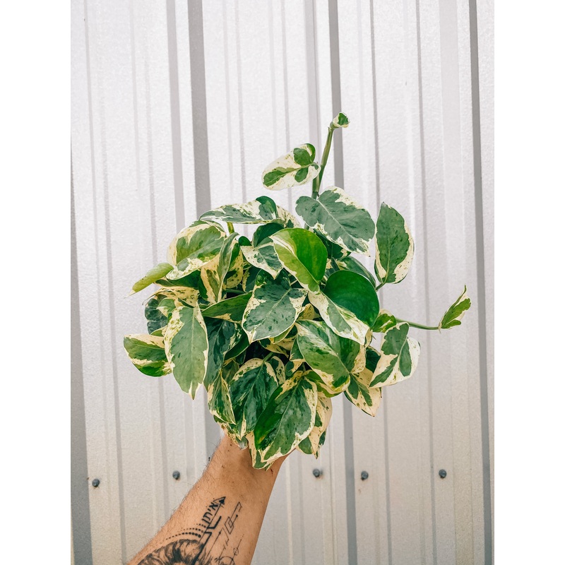 6 Pothos ‘Pearls and Jade’