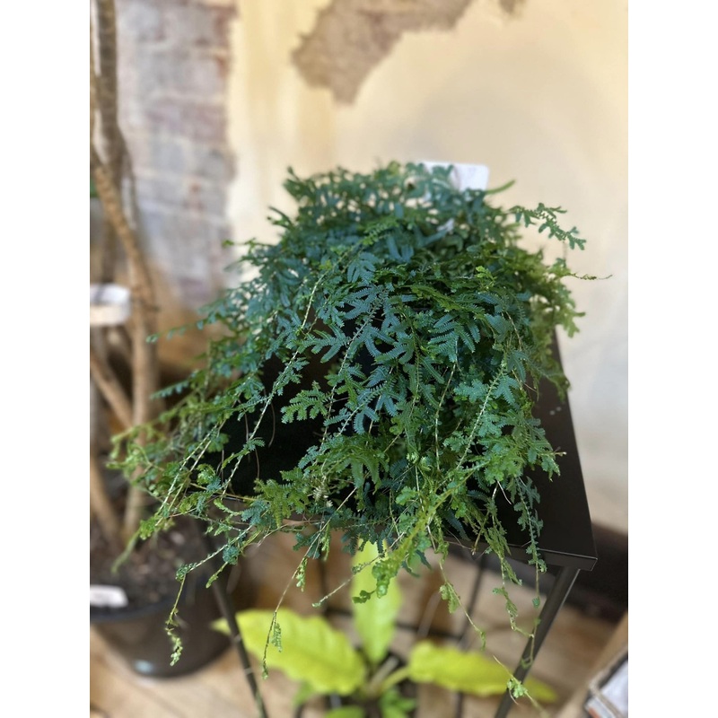 6 Rainbow Fern