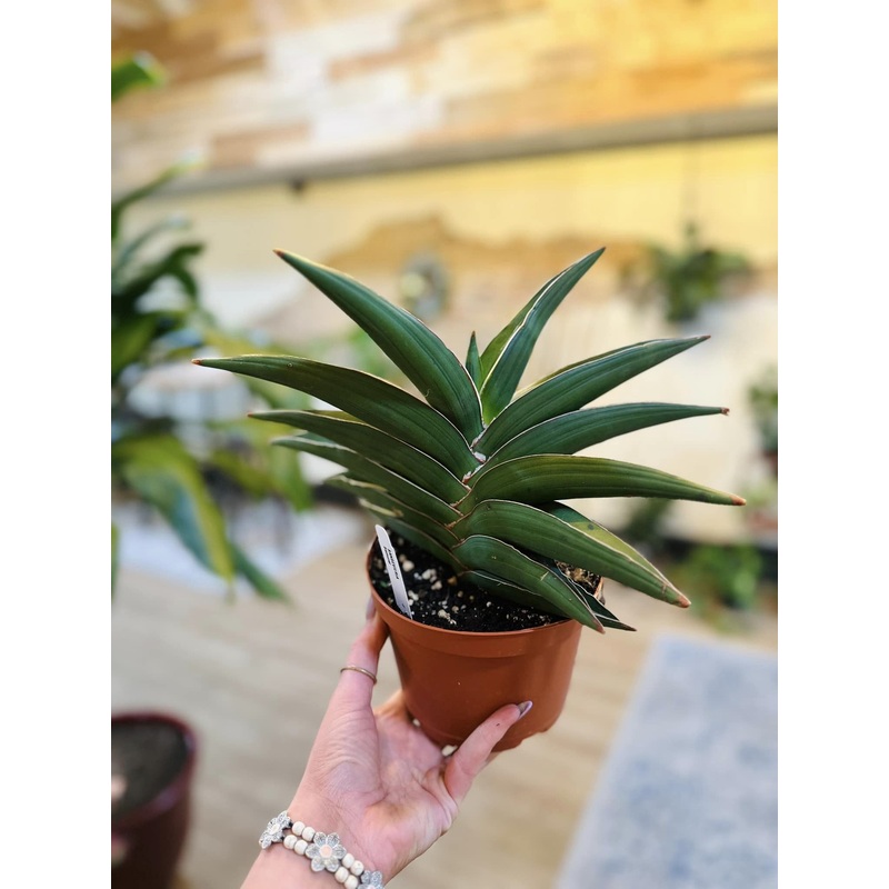 6 Samurai Snake Plant
