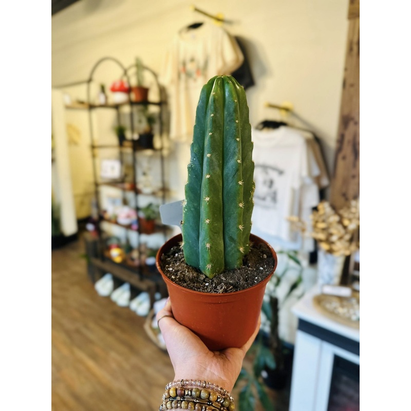 6 San Pedro Cactus