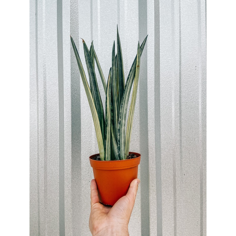 6 Sansevieria ‘Bantels Sensation’