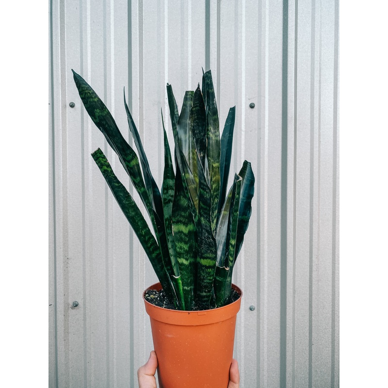 6 Sansevieria ‘Black Coral’