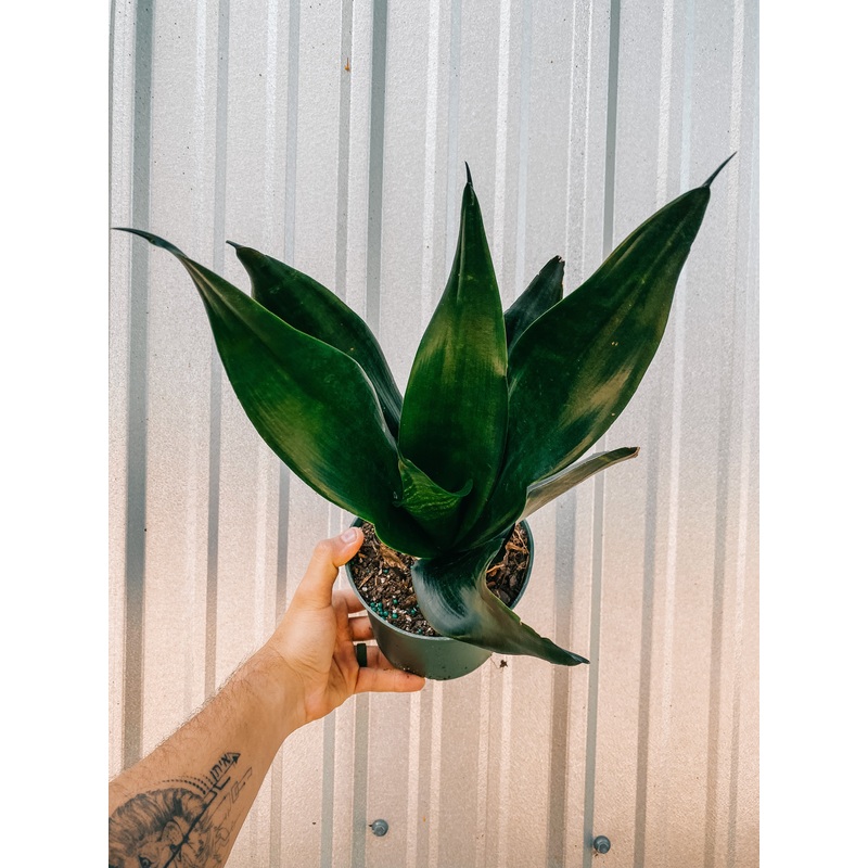 6 Sansevieria ‘Black Dragon’