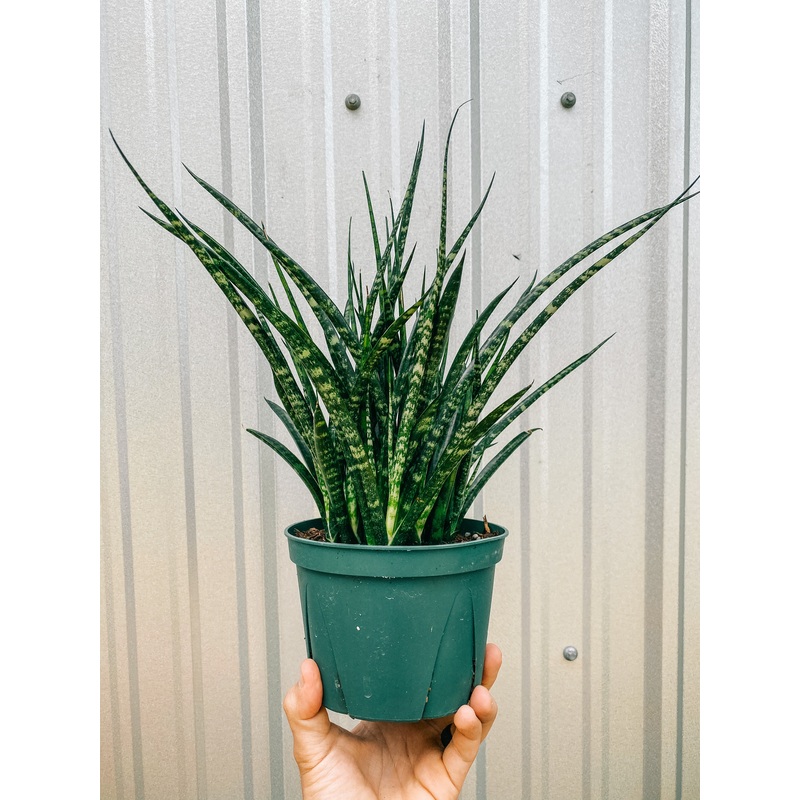 6 Sansevieria ‘Fernwood Mikado’