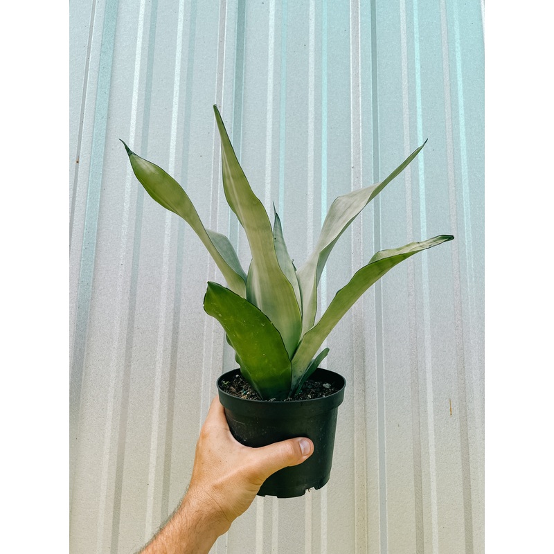6 Sansevieria ‘Moonshine’