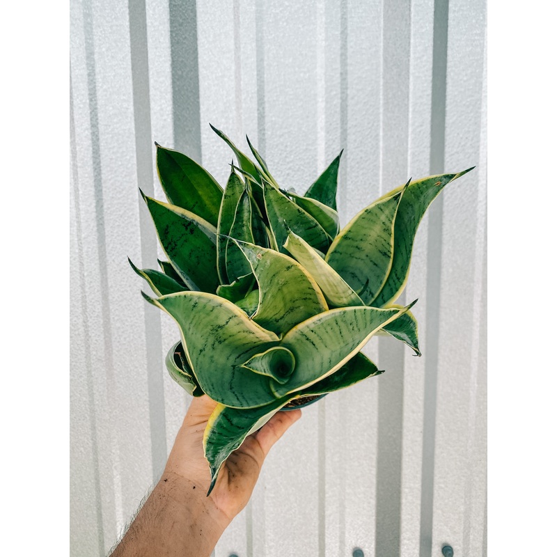6 Sansevieria ‘Night Owl’