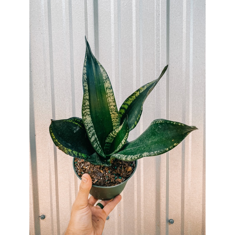 6 Sansevieria ‘Whitney’