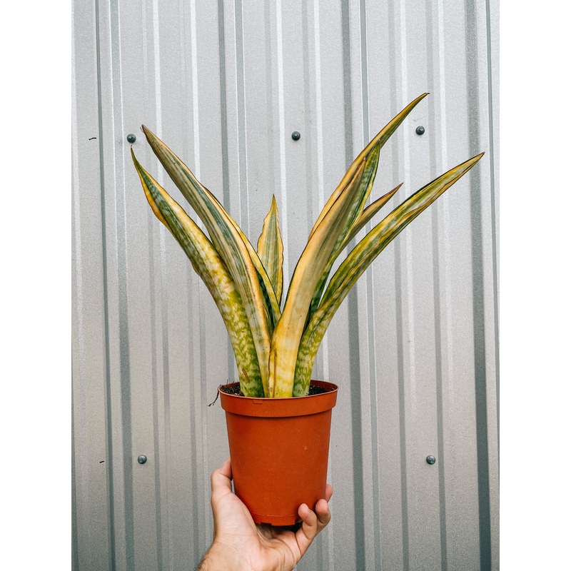 6 Sansevieria ‘Yellowstone’