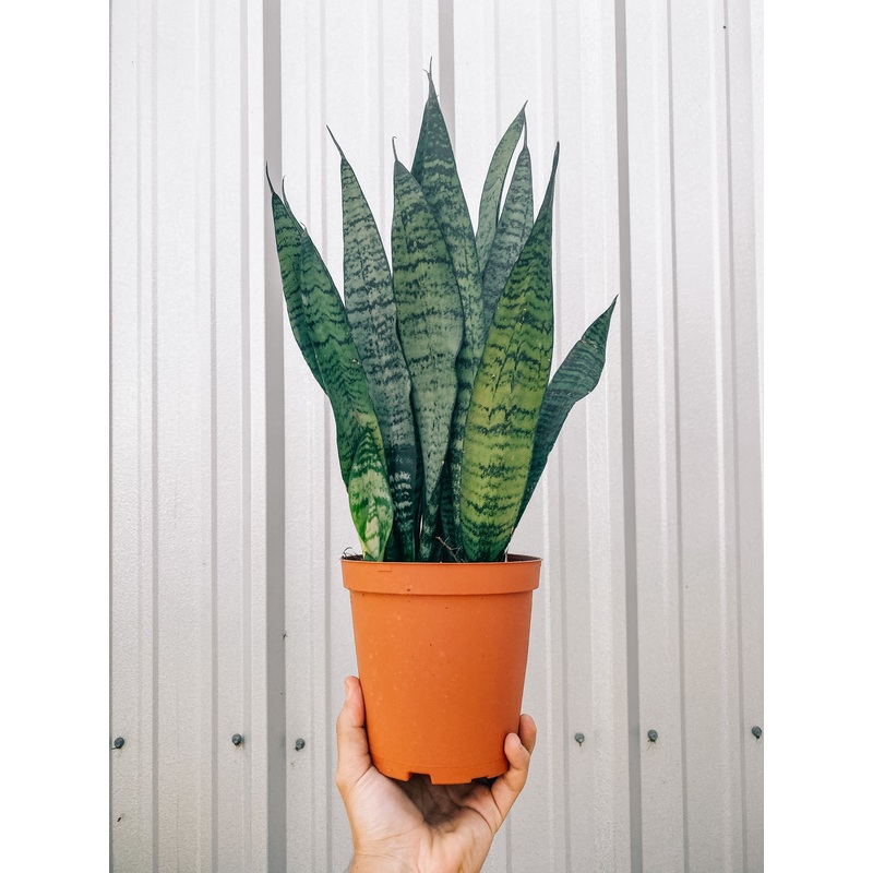 6 Sansevieria ‘Zeylanica’