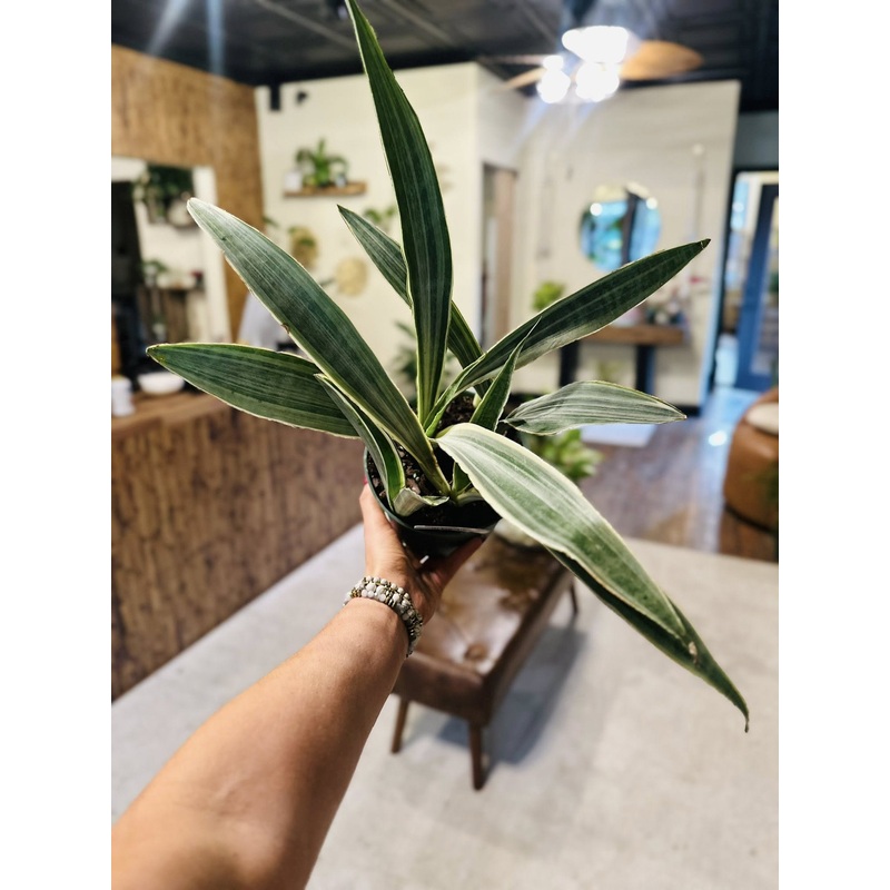 6 Sayuri Snake Plant