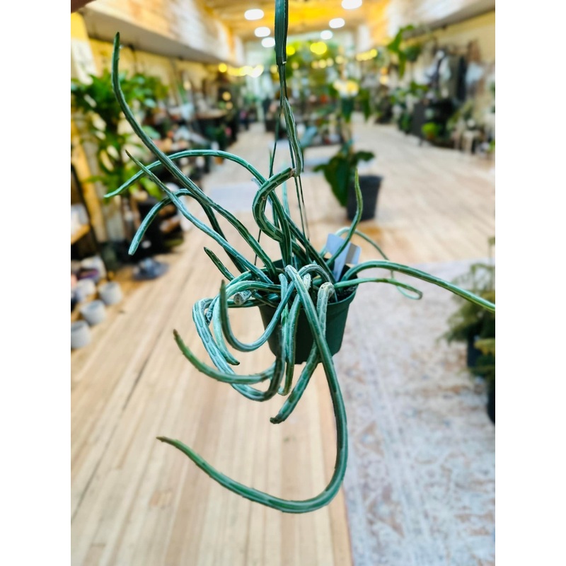 6 Senecio Pickle Basket