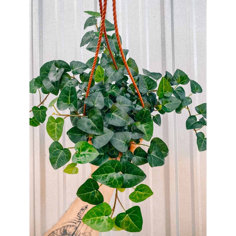6 Sweetheart Ivy (Hanging Basket)