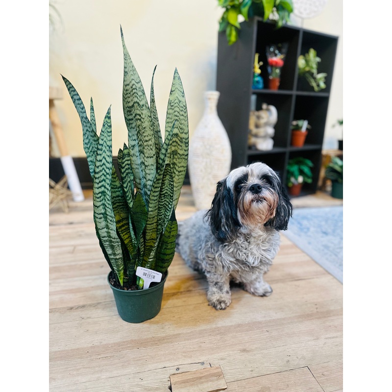 6 Zeylanica Snake Plant