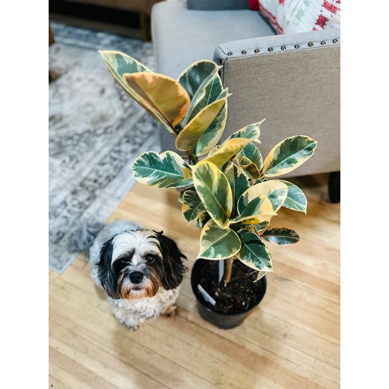 8 Ficus Tineke